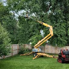 Professional Tree Removal and Landscaping Services in Waikapu, HI